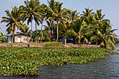 Kerala backwaters, our three hours neighborhood tour in the narrow canoe towards Vembanad Lake and along one of the  narrow canal running near our guest house at Kumarakom. 